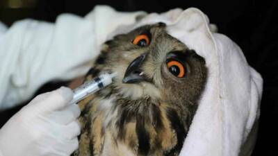 Samsun’un Bafra ilçesinde vatandaşlar tarafından bitkin ve yaralı halde bulunan