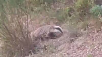 Denizli’nin Buldan ilçesinde doğa yürüyüşü yapan bir genç tarafından nesli