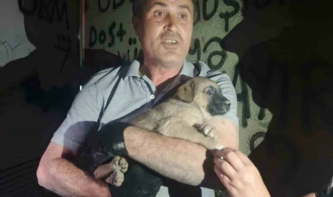 Eskişehir’de bir trafoda mahsur kalan yavru köpek, Osmangazi Elektrik Dağıtım