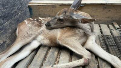 Bolu’nun Kıbrıscık ilçesinde ormanlık alanda yaralı halde bulunan yavru geyik,