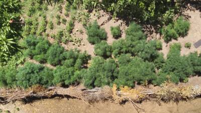 OSMANİYE (AA) – Osmaniye’nin Sumbas ilçesinde, bahçesinde Hint keneviri yetiştiren