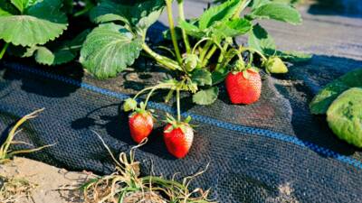 SAKARYA (AA) – Sakarya’nın Kocaali ilçesinde babasına destek olmak amacıyla