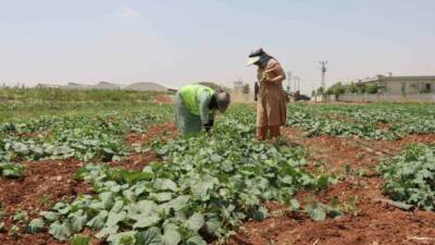 Şanlıurfa Büyükşehir Belediyesi, ata tohumlarından elde edilen coğrafi işaretli ürünlerin
