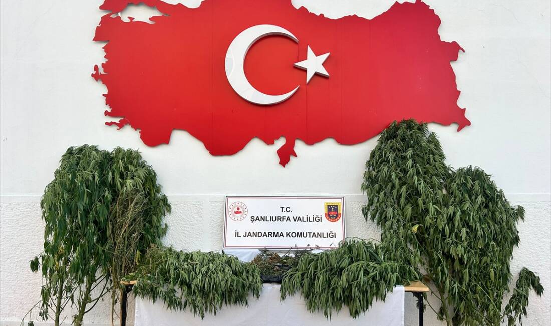 ŞANLIURFA (AA) – Şanlıurfa’da düzenlenen uyuşturucu operasyonunda 6 şüpheli gözaltına