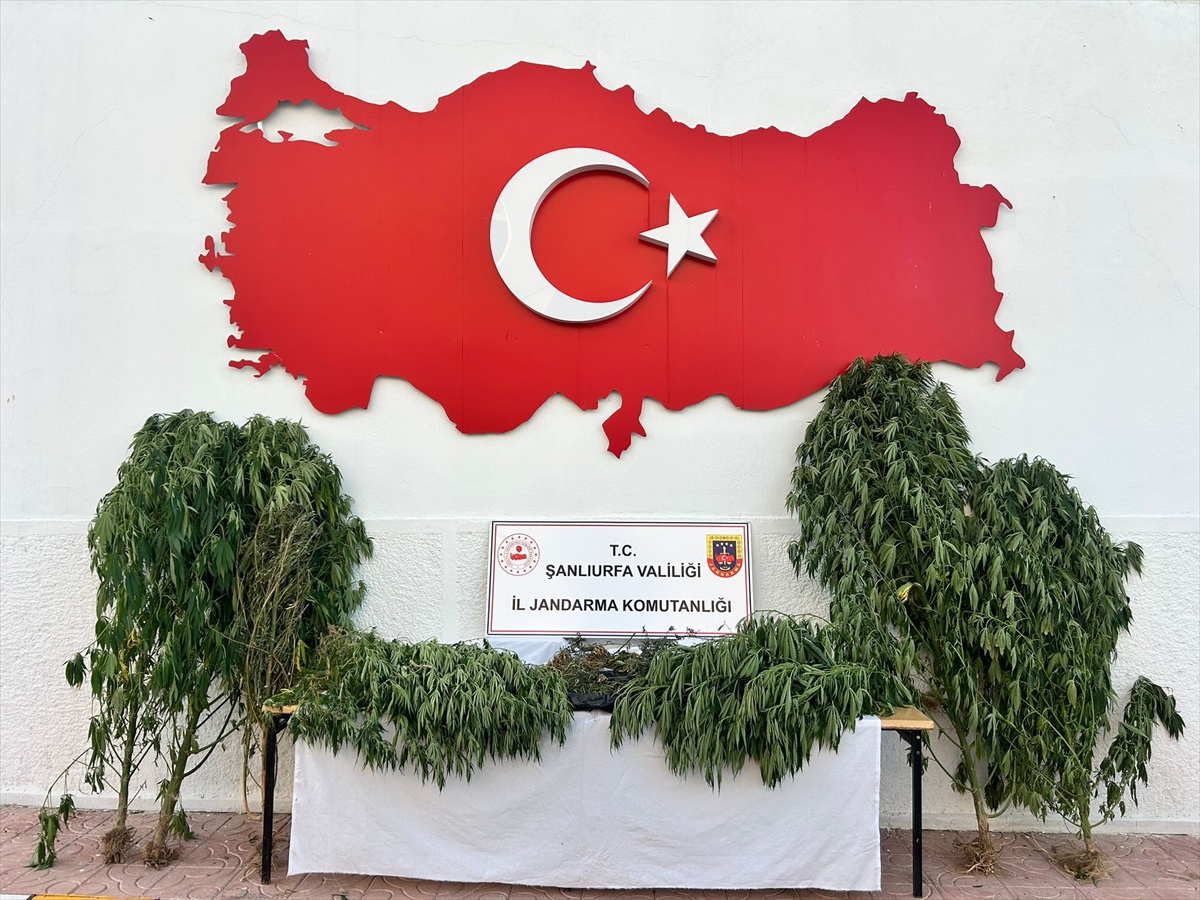 ŞANLIURFA (AA) – Şanlıurfa’da düzenlenen uyuşturucu operasyonunda 6 şüpheli gözaltına