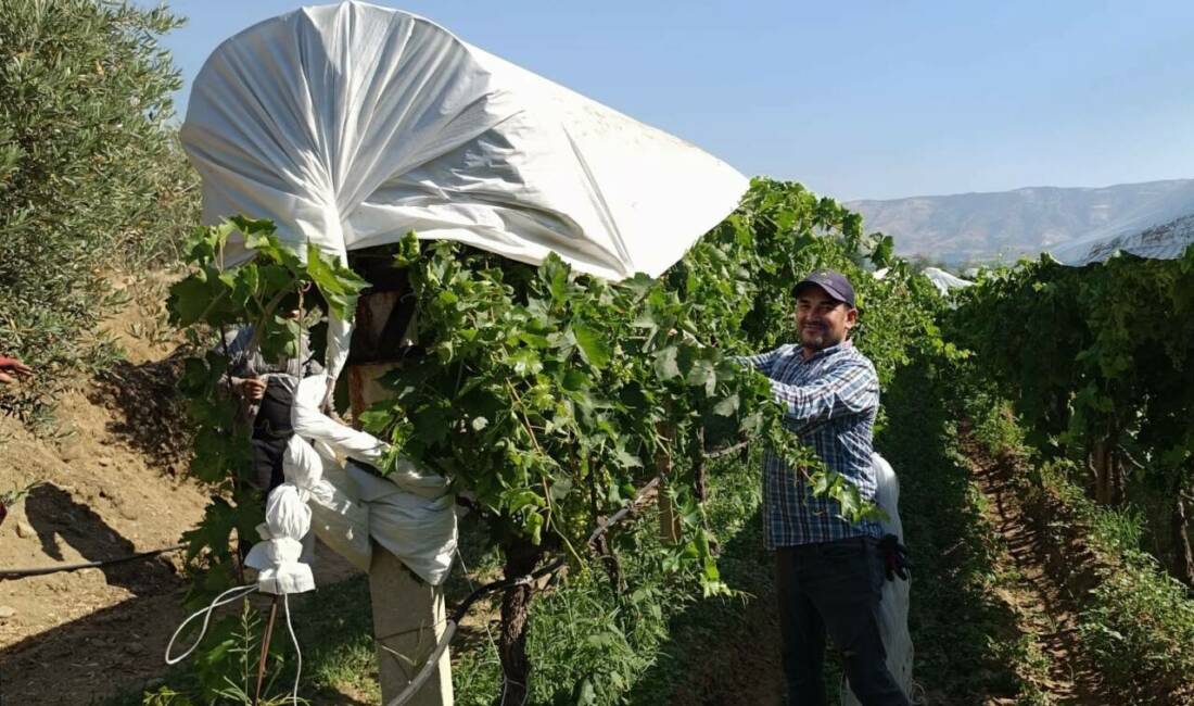 Manisa’nın Sarıgöl ilçesinde dünyaca ünlü çekirdeksiz sofralık Sultaniye üzüm bağlarında,