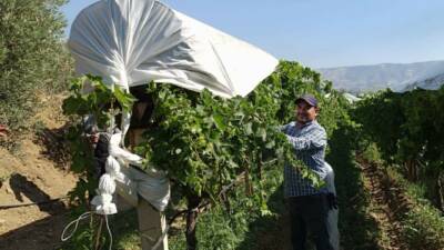 Manisa’nın Sarıgöl ilçesinde dünyaca ünlü çekirdeksiz sofralık Sultaniye üzüm bağlarında,