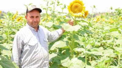 Kahramanmaraş’ta açan ayçiçekleri, doğaseverler ve fotoğraf tutkunları için görsel bir