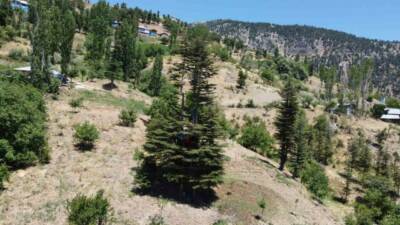 Adana’nın Saimbeyli ilçesinde yaşayan Bayram ailesi, bahçelerinde bulunan asırlık sedir