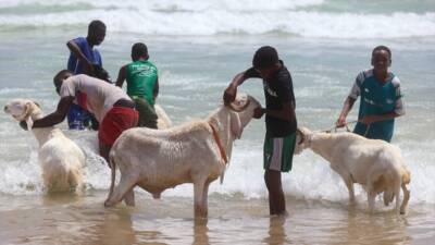 DAKAR (AA) – Kurban Bayramı yaklaşırken, Senegal genelinde kurbanlık koyunların