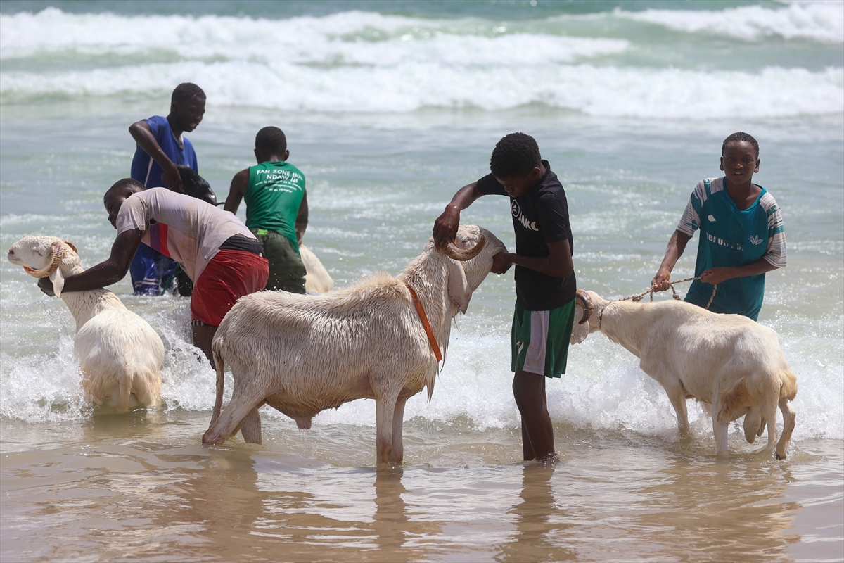 DAKAR (AA) – Kurban Bayramı yaklaşırken, Senegal genelinde kurbanlık koyunların