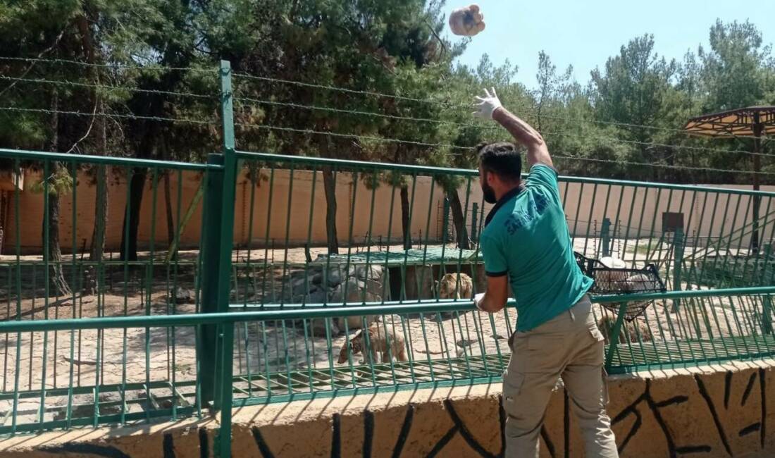 Gaziantep’te Doğal Yaşam Parkı’nda bulunan bozayılara, aslan ve kaplanlara sıcak