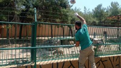 Gaziantep’te Doğal Yaşam Parkı’nda bulunan bozayılara, aslan ve kaplanlara sıcak