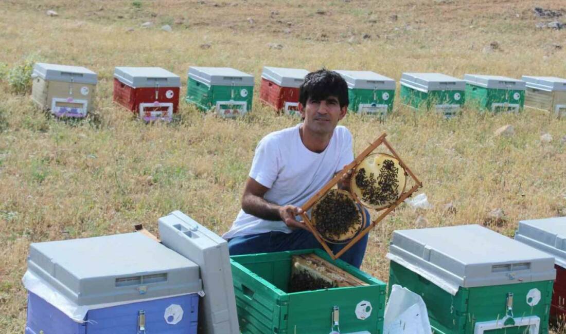 Siirt’in Kurtalan ilçesinde arıcı Muhammed Rahmi Mikyas, kurduğu bağla arılarına