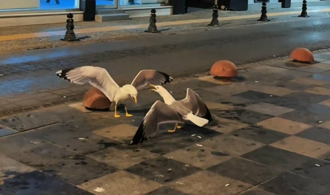 Sinop’ta martıların kahkaha atan insan sesini andıran kavgası çevredeki vatandaşları