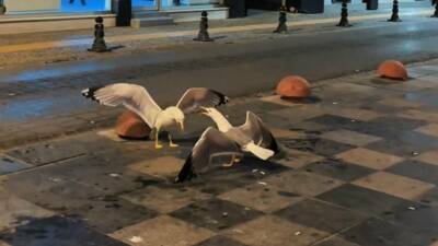 Sinop’ta martıların kahkaha atan insan sesini andıran kavgası çevredeki vatandaşları