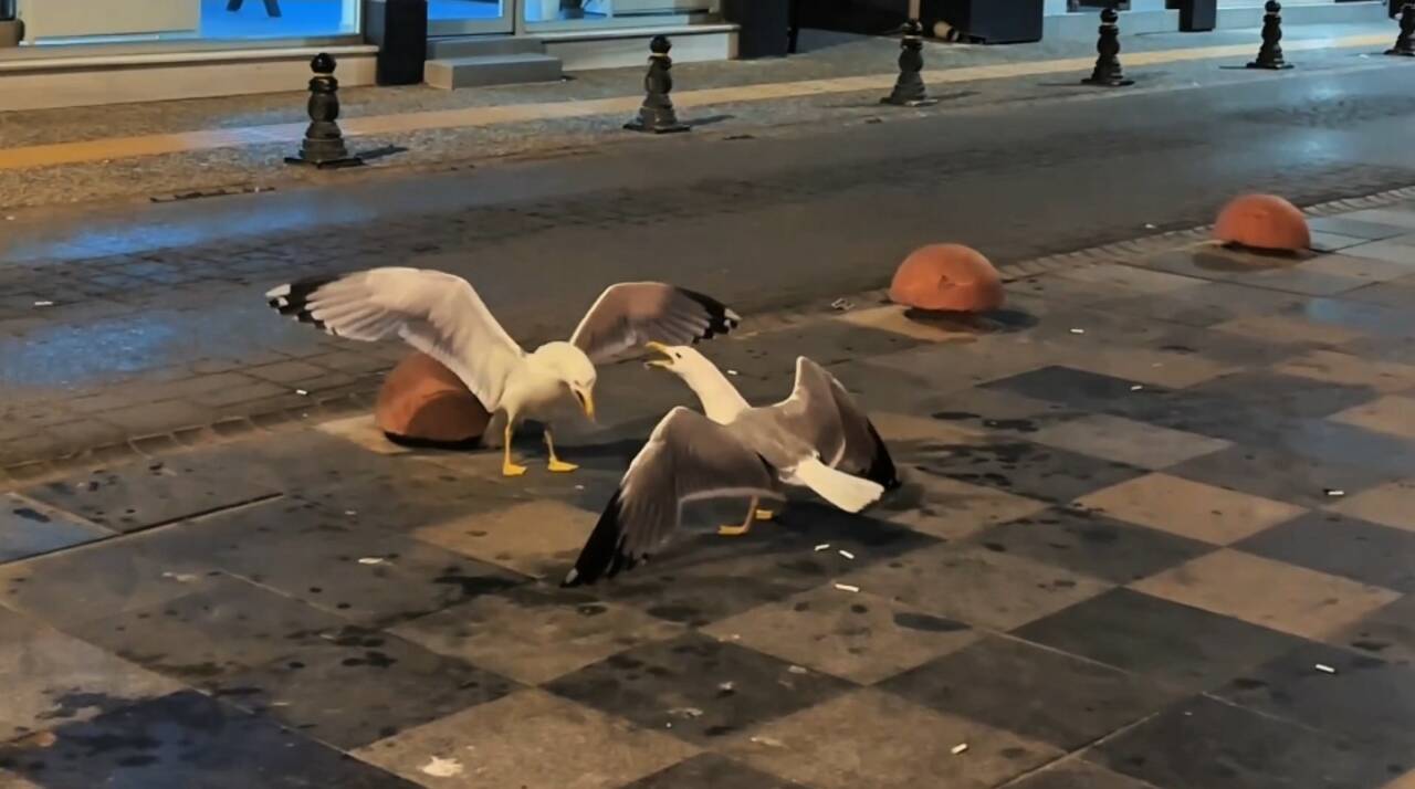 Sinop’ta martıların kahkaha atan insan sesini andıran kavgası çevredeki vatandaşları
