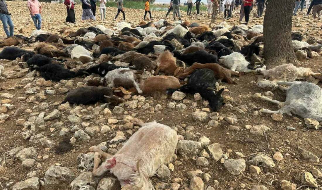 Şırnak’ın Güçlükonak ilçesinde yıldırım isabet eden 95 küçükbaş hayvan telef