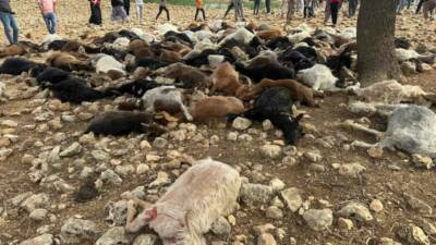 Şırnak’ın Güçlükonak ilçesinde yıldırım isabet eden 95 küçükbaş hayvan telef