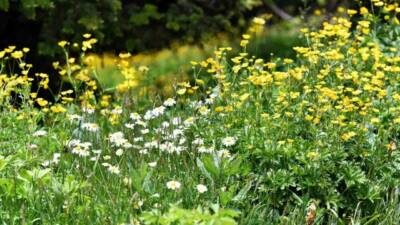 Sakarya’nın Hendek ilçesinde bulunan bin 725 rakımlı Dikmen Yaylası’nda havaların