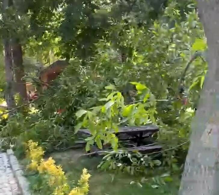 Edirne’de vatandaşlar piknik yaptığı esnada masanın üzerine devrilen ağaç sebebiyle