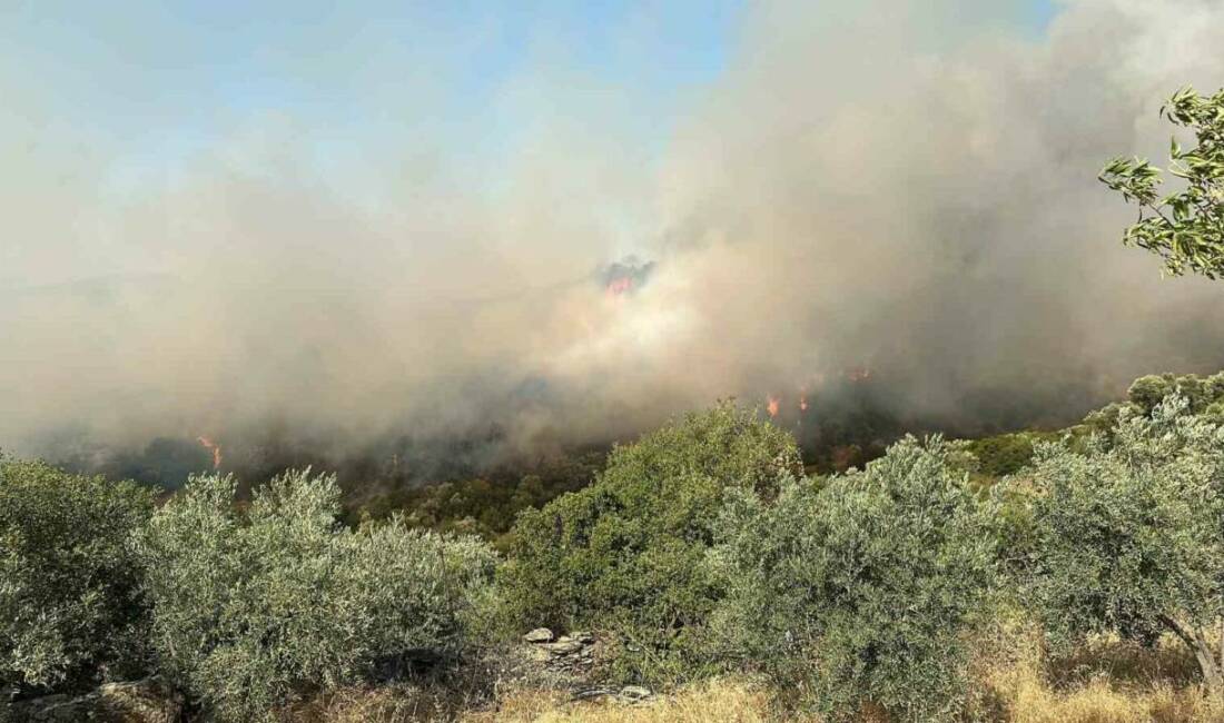 Aydın’ın Söke ilçesinde yerleşim yerlerine yakın bölgedeki zeytinlik alanda yangın