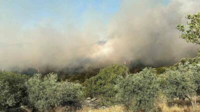 Aydın’ın Söke ilçesinde yerleşim yerlerine yakın bölgedeki zeytinlik alanda yangın