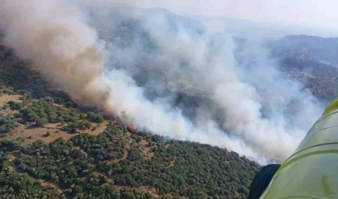 Aydın’ın Söke ilçesinde yerleşim yerlerine yakın bölgedeki zeytinlik alanda çıkan