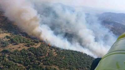 Aydın’ın Söke ilçesinde yerleşim yerlerine yakın bölgedeki zeytinlik alanda çıkan