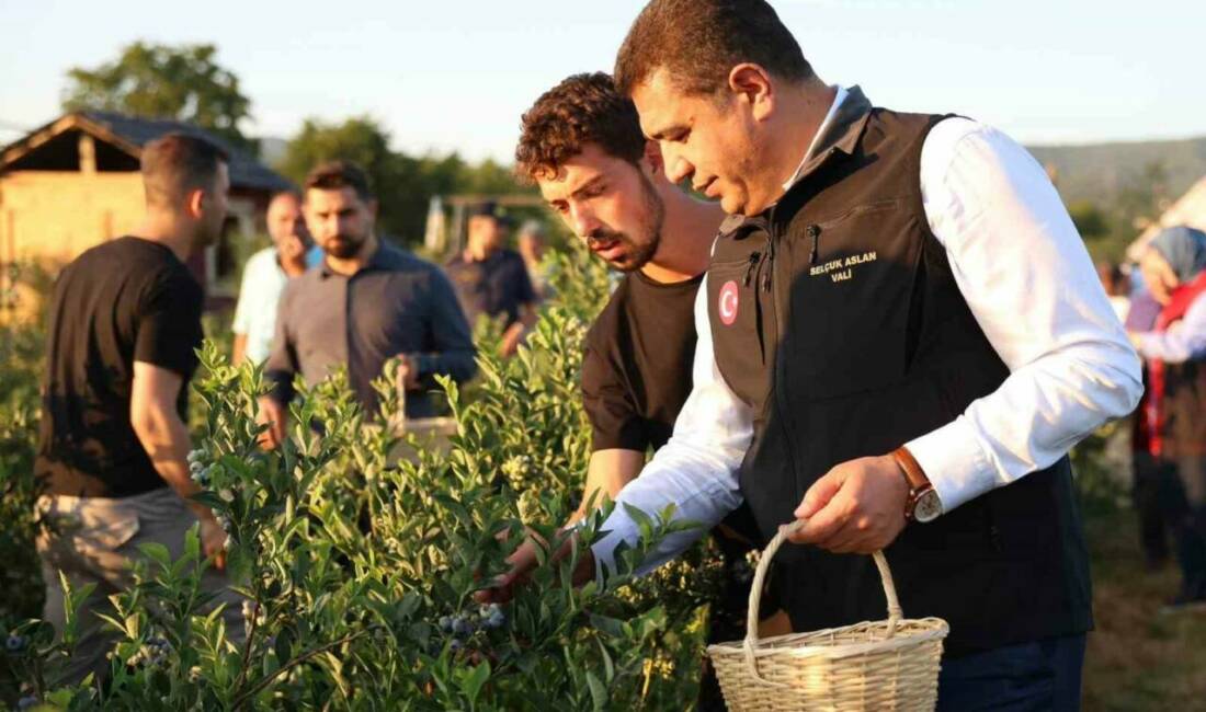 Düzce’de üniversiteli girişimcinin yetiştirdiği yaban mersinlerinin ilk hasadını Vali Selçuk