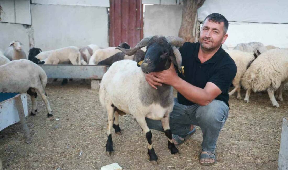 Hatay’da 20 yıldır hayvancılık yapan Yakup Yılmaz’ın ahırında bulunan 200