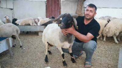 Hatay’da 20 yıldır hayvancılık yapan Yakup Yılmaz’ın ahırında bulunan 200