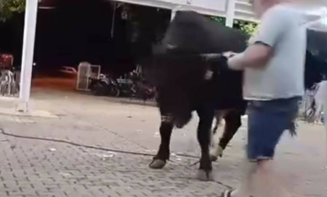 Muğla’nın Menteşe ilçesinde tanıtımı yapılan boğaya para atmak için yaklaşan