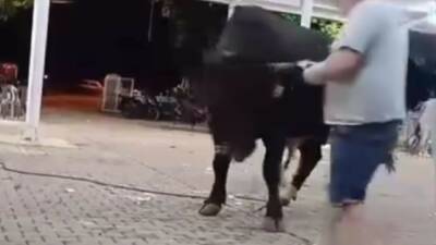 Muğla’nın Menteşe ilçesinde tanıtımı yapılan boğaya para atmak için yaklaşan