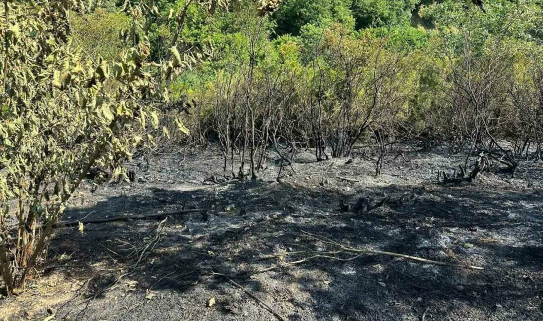 Zonguldak’ın Alaplı ilçesinde tarla temizliğinden çıktığı değerlendirilen yangında, bir dönüm