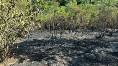 Zonguldak’ın Alaplı ilçesinde tarla temizliğinden çıktığı değerlendirilen yangında, bir dönüm