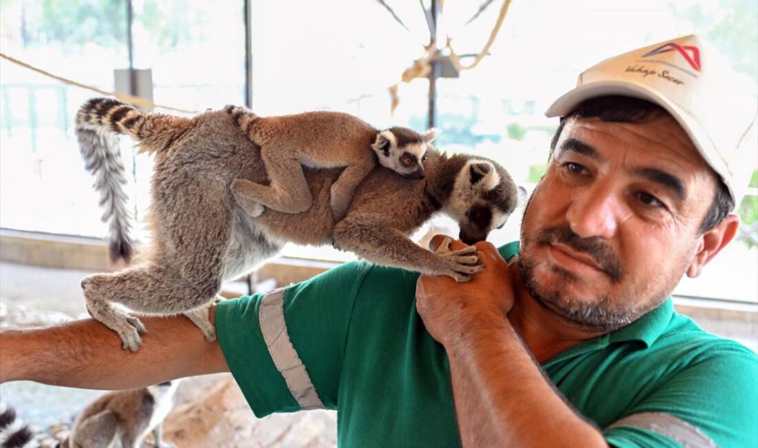 MERSİN (AA) – Mersin’deki Tarsus Doğa Parkı’nda lemur, geyik, zebra