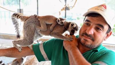 MERSİN (AA) – Mersin’deki Tarsus Doğa Parkı’nda lemur, geyik, zebra