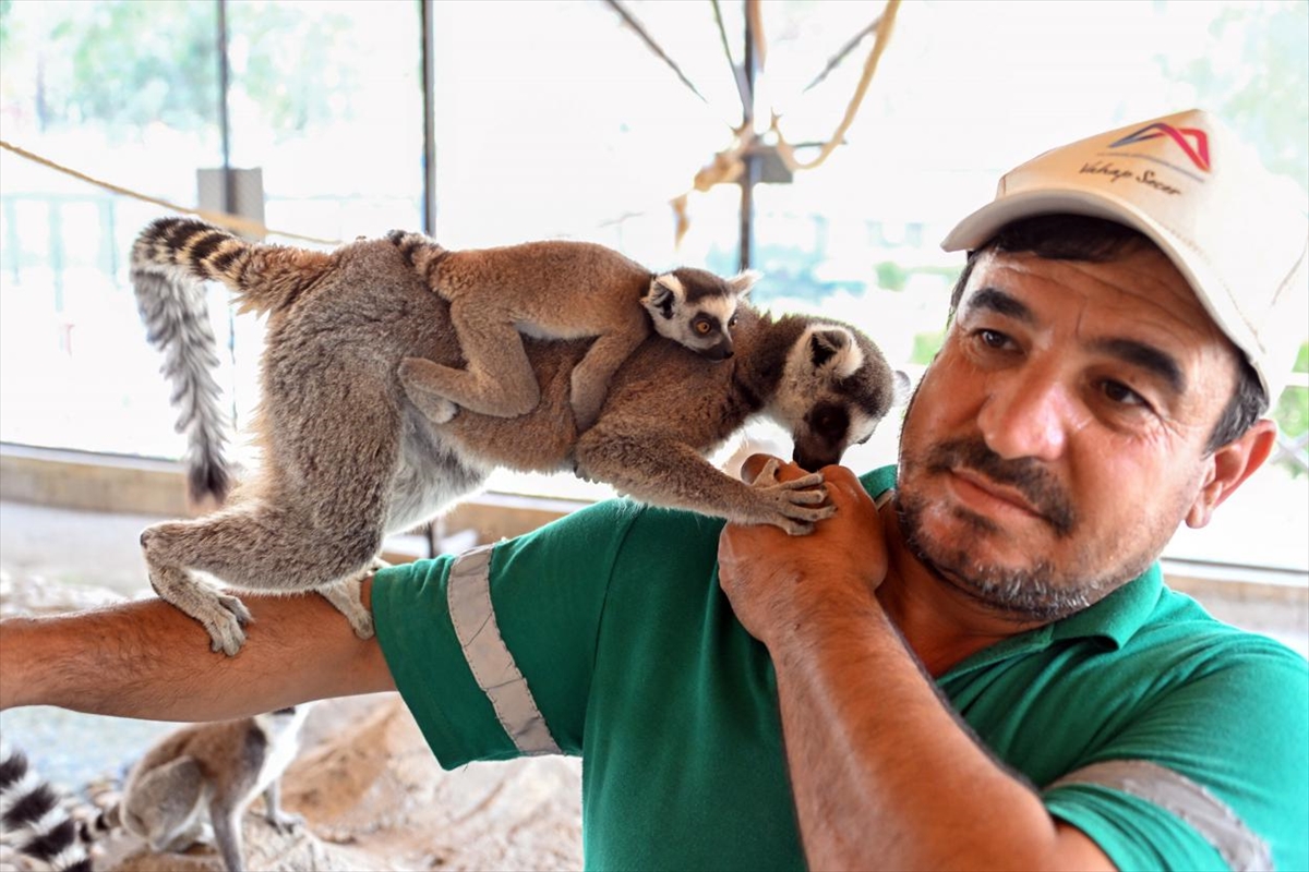 MERSİN (AA) – Mersin’deki Tarsus Doğa Parkı’nda lemur, geyik, zebra