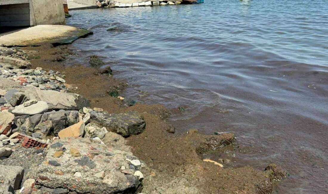 Tekirdağ’da son günlerde etkili olan poyraz, sahil kesiminde kırmızı yosun