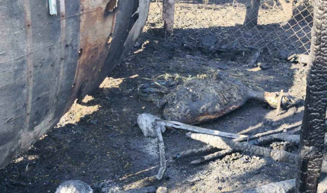 Tekirdağ’ın Süleymanpaşa ilçesinde çıkan yangın ağıla sıçradı, 35 küçükbaş hayvan