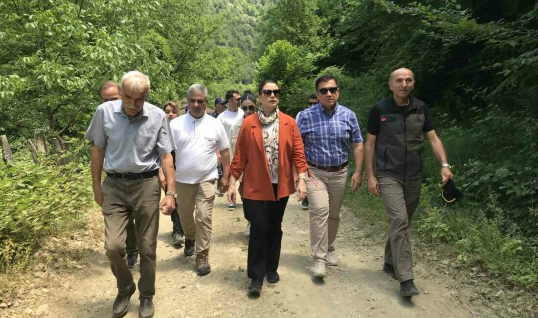 Bartın ormanlarında tesadüfen 478 santimetre çapı ve 500 yılı aşkın