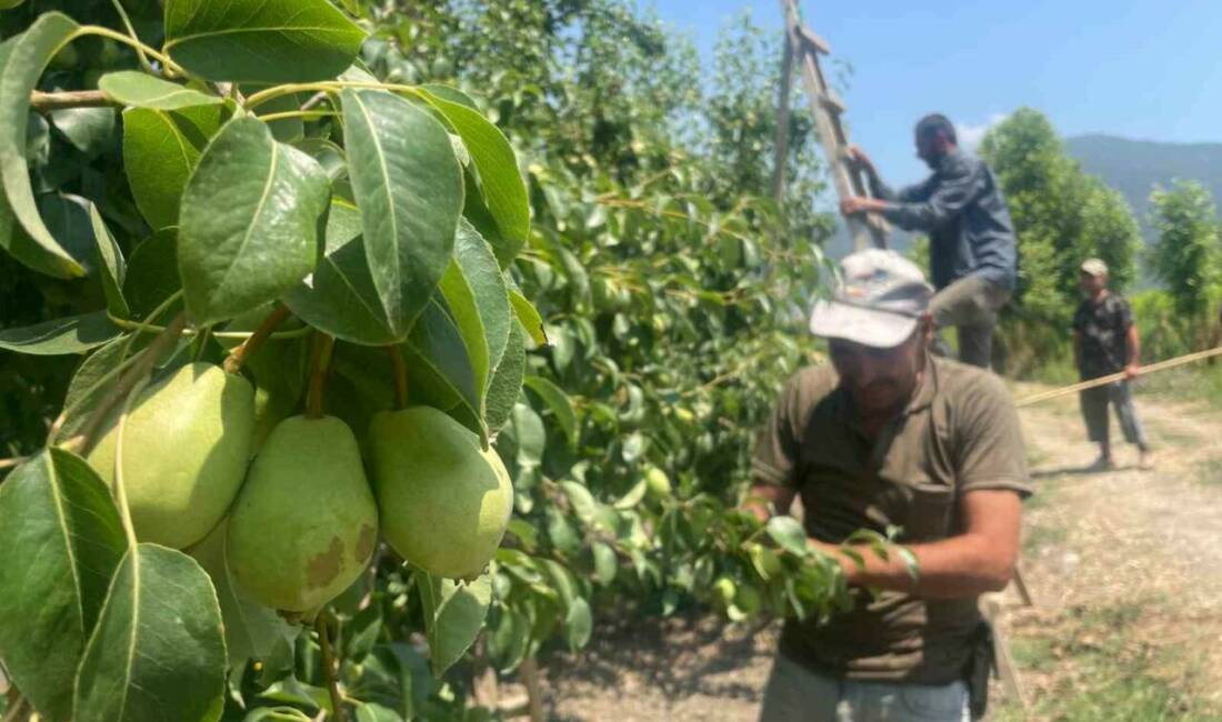 Bursa’nın armut ve şeftali üretiminde önde gelen ilçesi Gürsu’da hasat