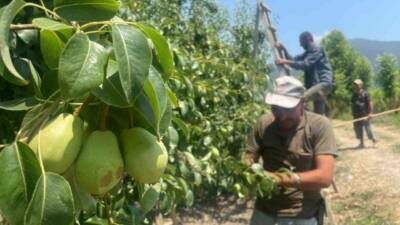 Bursa’nın armut ve şeftali üretiminde önde gelen ilçesi Gürsu’da hasat