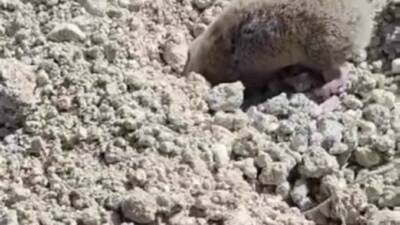 Diyarbakır’da bir tarlada cep telefonu kamerasına yakalanan köstebek, toprağı eşeledikten