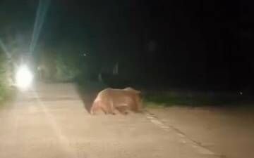 Bursa’da anne ayı ve üç yavrusu yiyecek bulmak için mesire