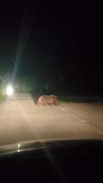 Bursa’da anne ayı ve üç yavrusu yiyecek bulmak için mesire