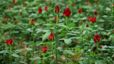 Yurt dışından Türkiye’ye ithal edilen güller nedeniyle yerli gül fiyatları