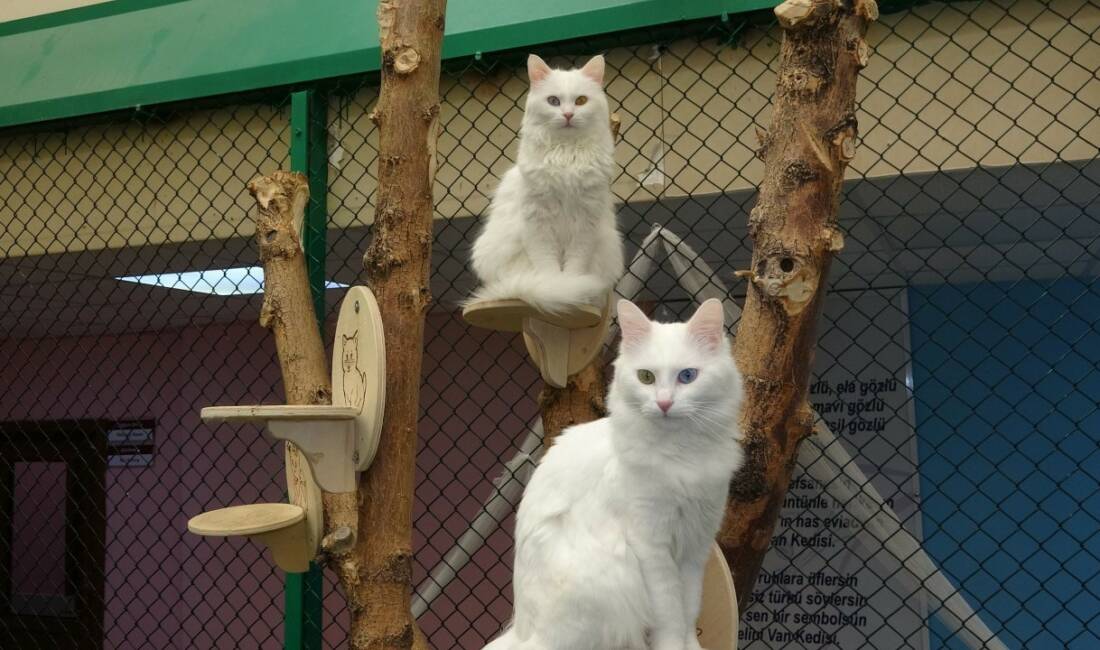 Van Kedi Villası’nda koruma altında bulunan dünyaca ünlü Van kedilerini,