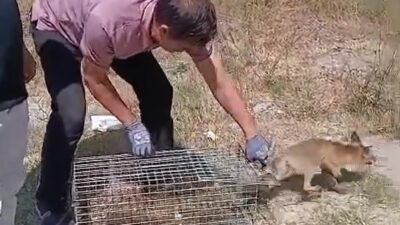 Yalova şehir merkezinde bir evin bahçesini mesken tutan tilki önce